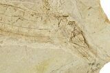 Fossil Pipefish (Hipposyngnathus) - California #275019-2